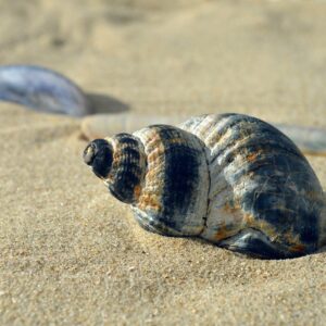shellfish, mollusc, casing, snail shell, spiral, shell spiral, crustaceans, sleeve, beach, nature, maritime, summer, was standing, vacation, to travel, texture, aquatic animals, coast, shell, hd background, sea animals, nature background