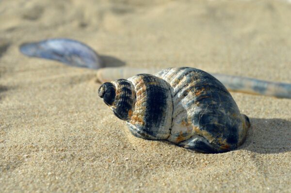 shellfish, mollusc, casing, snail shell, spiral, shell spiral, crustaceans, sleeve, beach, nature, maritime, summer, was standing, vacation, to travel, texture, aquatic animals, coast, shell, hd background, sea animals, nature background